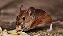24 Hour & Emergency Exterminators in Skanawan, WI